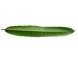 pianta verde o foglia verde isolata su sfondo bianco foto