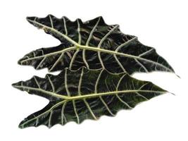 foglie di anthurium cristallinum o foglie di alocasia isolate su sfondo bianco foto
