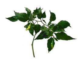 capsicum annuum o albero di peperoncino con foglia verde su sfondo bianco foto