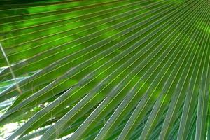 sfondo di superficie foglia verde tropicale, primo piano dettagli texture foto