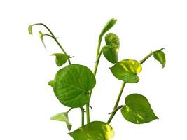 foglie di pothos dorate o foglia di epipremnum aureum su sfondo bianco foto