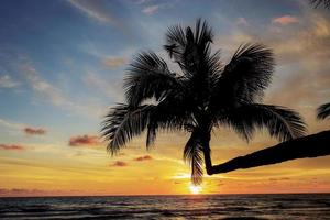 albero di cocco con la silhouette. foto