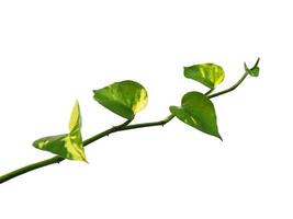 foglie di pothos dorate o foglia di epipremnum aureum su sfondo bianco foto