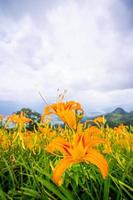 bella fattoria di fiori di giglio arancione su sessanta montagne rocciose montagna liushidan con cielo blu e nuvole, fuli, hualien, taiwan, primo piano, copia spazio foto