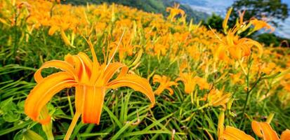 bella fattoria di fiori di giglio arancione su sessanta montagne rocciose montagna liushidan con cielo blu e nuvole, fuli, hualien, taiwan, primo piano, copia spazio foto