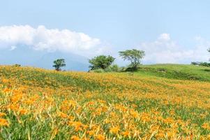 bella fattoria di fiori di giglio arancione su sessanta montagne rocciose montagna liushidan con cielo blu e nuvole, fuli, hualien, taiwan, primo piano, copia spazio foto