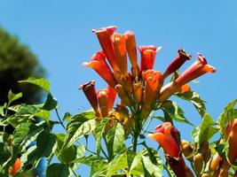 esperanza arancione che fiorisce in un giardino all'inglese foto