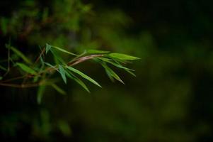 alberi di bambù verdi nella stagione delle piogge della thailandia bambù verde, concetto naturale foto