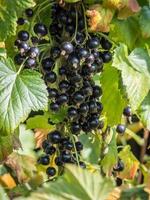 grappolo di ribes nero che matura al sole foto