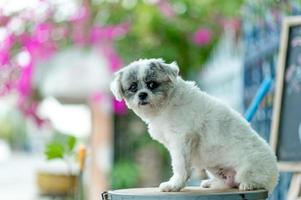 foto di cane bianco, servizio fotografico carino, concetto di cane d'amore