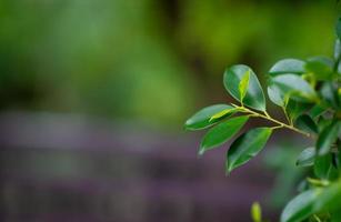 belle foglie verdi nella stagione delle piogge. concetto naturale foto