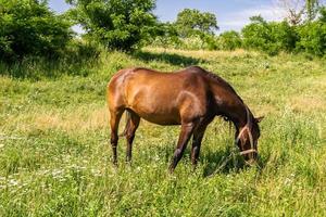 bellissimo stallone selvaggio cavallo marrone sul prato fiorito estivo foto