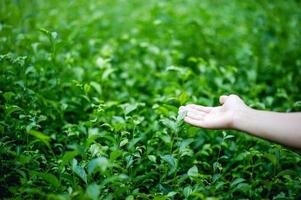 mani e piani di tè verde che sono naturalmente belli verdi foto