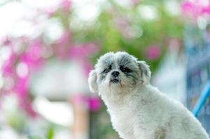 foto di cane bianco, servizio fotografico carino, concetto di cane d'amore