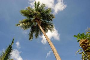 le palme da cocco e il cielo hanno delle belle nuvole. foto