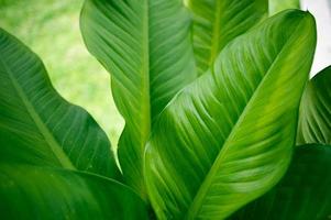 belle foglie verdi nella stagione delle piogge. concetto naturale foto