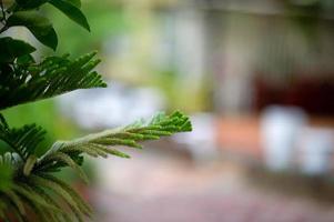 belle foglie verdi nella stagione delle piogge. concetto naturale foto