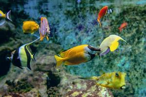 colorati pesci tropicali e coralli sott'acqua nell'acquario foto