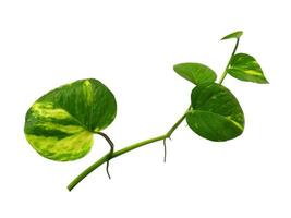 foglie di pothos dorate o foglia di epipremnum aureum su sfondo bianco foto