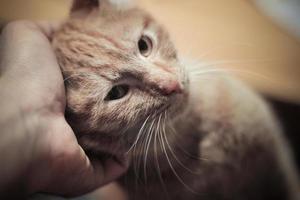 il gatto giallo sta facendo l'amore con la testa sul palmo da vicino foto