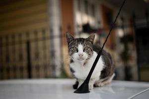 gatto adulto si trova su un'auto bianca e si concentra sulla fotocamera foto