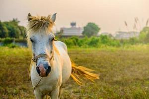 il cavallo bianco nella fattoria durante il tramonto. foto