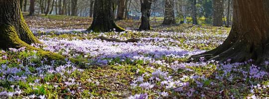 fiori di croco viola in fiore in una messa a fuoco morbida in una soleggiata giornata primaverile foto