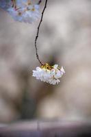 fiore di ciliegio rivolto verso il basso in una stagione primaverile foto