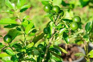 limes organici verdi freschi che appendono sull'albero pronto per il raccolto. foto