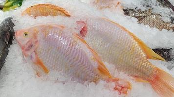 pesce rosso di tilapia su ghiaccio al mercato foto