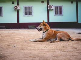 cane marrone a terra foto