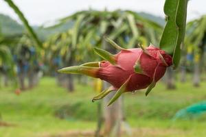 frutto del drago in giardino foto