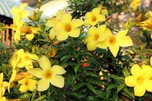 giallo di allamanda o ampiamente conosciuto come fiore d'oro, nel giardino. foto