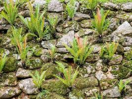 muro di pietra con muschio e felce foto