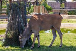 grande eland comune all'ombra dell'albero foto