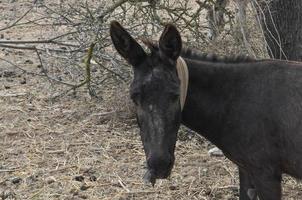 animale mammifero asino foto