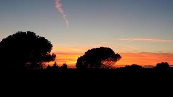 tramonto con silhouette di albero foto