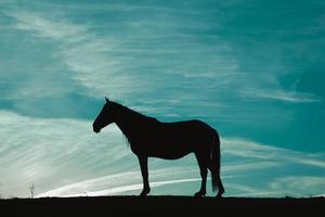 sagoma di cavallo nel prato con un cielo blu, animali allo stato brado foto