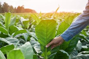 il genetista asiatico dell'orticoltura sta lavorando alla fattoria di tabacco locale per archiviare i dati sulla semina, lo sviluppo delle cultivar e le malattie delle piante nel pomeriggio, messa a fuoco morbida e selettiva. foto