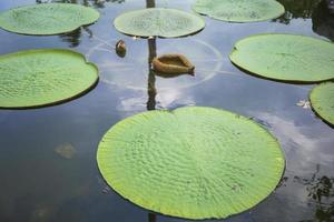 victoria lotus leaf è il più grande fiore di loto che galleggia sulla superficie dell'acqua. foto