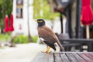 un myna comune o indiano myna acridotheres tristis in piedi su un tavolo di legno in giardino. foto