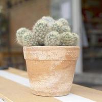 cactus in vasi su un tavolo di legno decorato in una caffetteria foto