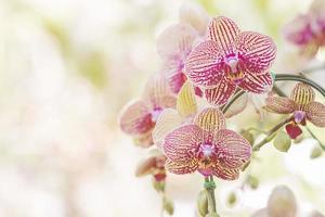 bellissime orchidee in giardino e con una discreta luce arancione. foto