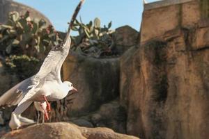 gabbiano alias gabbiani uccello marino uccello animale foto