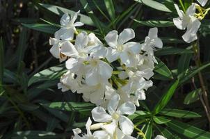 fiori di albero di oleandro foto