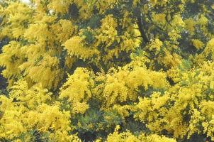 fiori gialli di mimosa di pianta di acacia dealbata alias canniccio d'argento foto