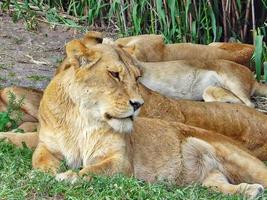 africam safari park vicino alla città di puebla in messico foto