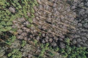 fitta pineta in primavera vista dall'alto fotografia aerea da un drone foto