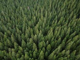 vista aerea dall'alto pineta. trama della foresta di conifere vista dall'alto. sfondo verde natura. foto scattata con drone
