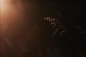 messa a fuoco morbida selettiva di erba secca, canne, steli che soffiano nel vento alla luce dorata del tramonto, colline orizzontali e sfocate sullo sfondo, spazio di copia. natura, estate, concetto di erba foto